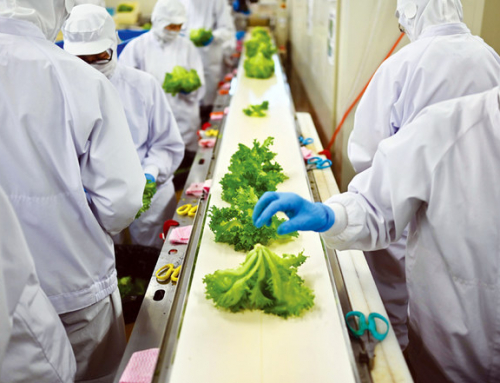 Grown From Necessity: Vertical Farming Takes Off In Aging Japan